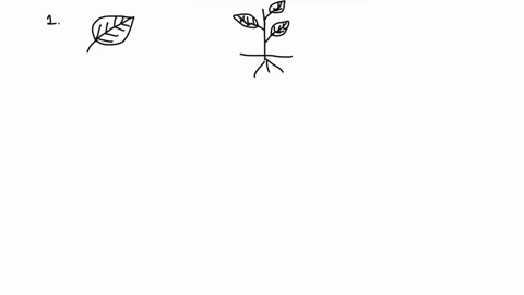 angiosperm-tree-1-sketch-the-leaf-and-leaves-if-you-can-2-are-the-the-leaves-alternate-or-opposite-3-simple-or-compound-leaves-4-lobed-or-unlobed-leaves-5-leaf-margin-type-6-whats-the-correc-89958