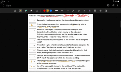 match-the-following-steps-of-protein-synthesis-eventually-the-ribosome-reaches-the-stop-codon-and-translation-stops-transcription-begins-as-short-segment-of-the-dna-double-helix-is-unwound-b-13022