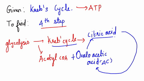 the-image-below-represents-the-steps-of-the-krebs-cycle-which-of-the-following-processes-correctly-describes-the-event-at-step-4-pyruvate-3c-nad-nadh-h-co-acetyl-coa-2c-oxaloacetate-4c-nadh-12518