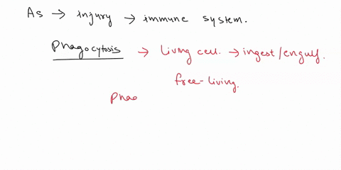 removal-of-pethogens-end-cellular-debris-as-iluld-moves-toward-the-injury-site-which-cells-ol-the-immune-system-follow-numovo-pathogens-ad-cellular-debris-itrough-l-phagocytosls-muhiplc-choi-44962