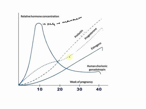 describe-the-hormonal-changes-during-pregnancy-and-the-effect-of-these-hormones-14817