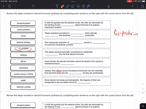 review-the-steps-involved-in-steroid-hormone-synthesis-by-completing-each-sentence-on-the-right-with-the-correct-terms-from-the-left-phosphorylation-in-both-the-gonads-and-the-adrenal-cortex-60779