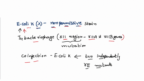 you-are-co-infecting-e-coli-klambda-with-two-independent-rii-mutants-and-find-that-there-is-no-plaque-formation-this-means-that-a-no-recombination-occurs-between-the-two-mutations-b-the-two-15102