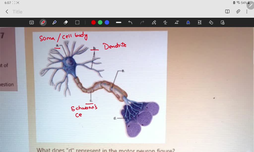 solved-this-figure-shows-the-parts-of-a-motor-neuron-what-does-b