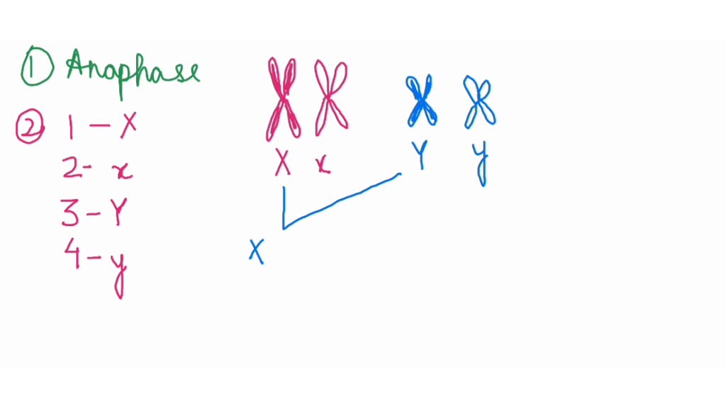 SOLVED Independent assortment of chromosomes occurs during which stage