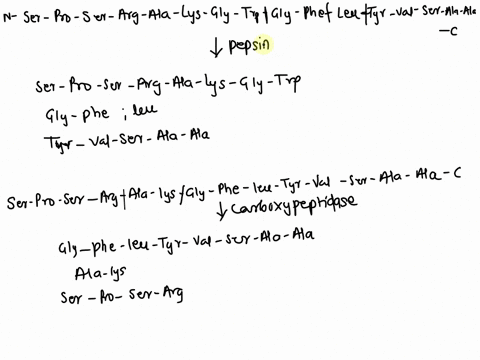 a-if-the-peptide-ser-pro-ser-arg-ala-lys-gly-trp-gly-phe-leu-tyr-val-ser-ala-ala-is-fully-digested-by-the-protease-pepsin-write-down-three-possible-products-of-the-digestion-use-the-three-le-55355