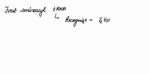 during-the-initiation-step-of-translation-the-first-codon-augwill-enter-the-65178