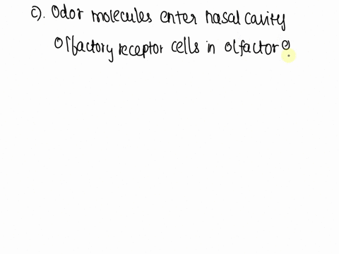 3olfaction-a-identify-and-describe-the-location-and-structure-of-the-olfactory-epithelium-b-classify-an-olfactory-receptor-cell-based-on-the-type-of-stimulusiemodality-ctrace-the-pathway-for-79174