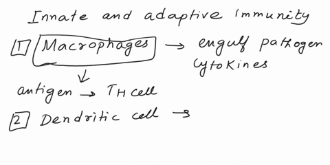 which-cells-are-involved-in-both-innate-and-adaptive-immunity-and-how-do-they-carry-out-the-functions-for-both-innate-and-innate-immunity-54003