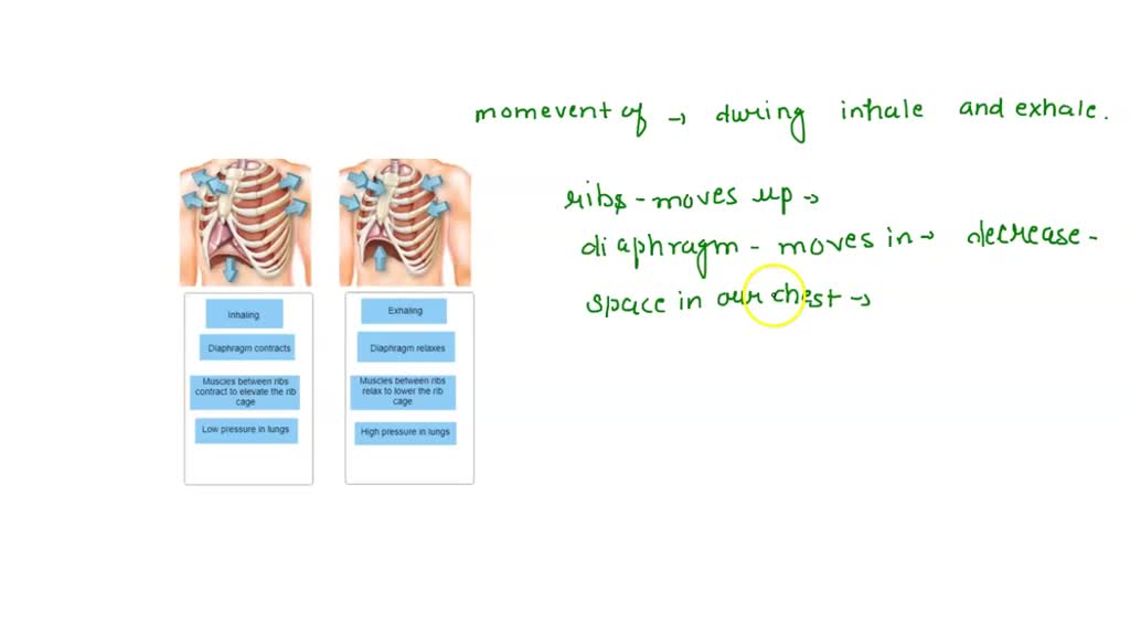 SOLVED Inhaling and exhaling Drag and drop the labels below the images