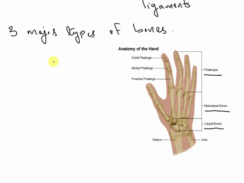 identify-the-location-and-surface-landmarks-of-the-bones-of-the-hand-00636