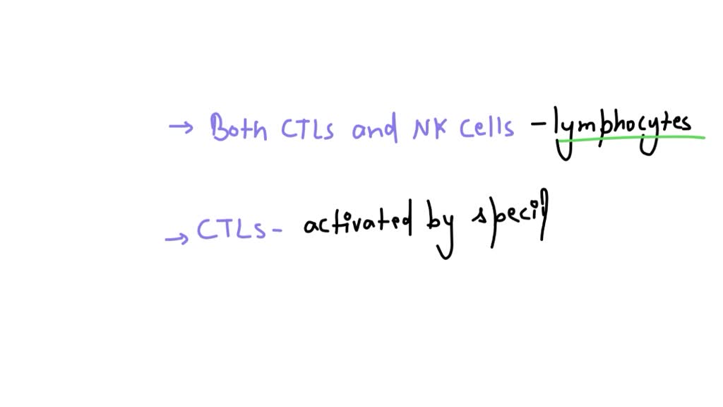 SOLVED: Consider cytotoxic T cells, natural killer cells, and B cells ...