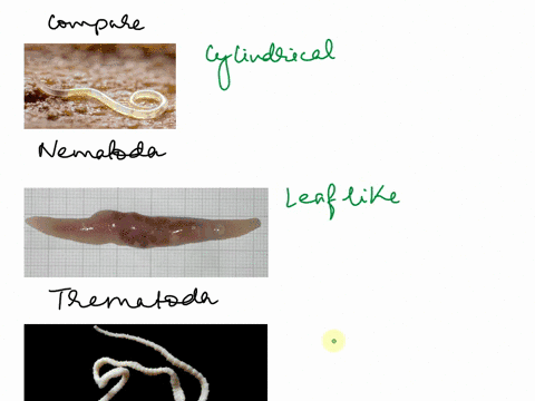 mention-at-least-two-important-diagnostic-features-of-parasites-belong-to-nematodes-cestodes-and-trematodes-39686
