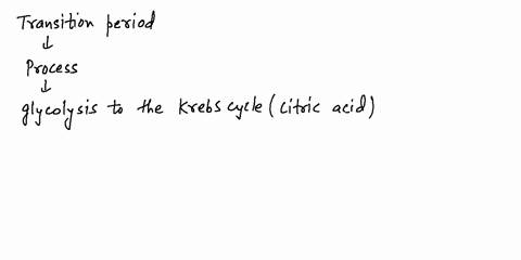 which-process-connects-glycolysis-and-the-citric-acid-cycle-57411