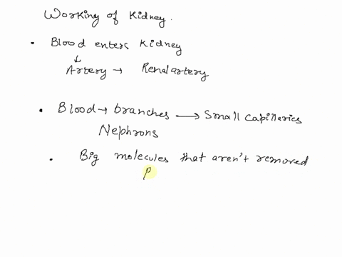 how-kidneys_work-blood-enters-the-kidneys-through-the-blood-branches-out-to-small-capillaries-called-big-particles-stay-in-the-blood-red-blood-cells-white-blood-cells-proteins-small-particle-62932