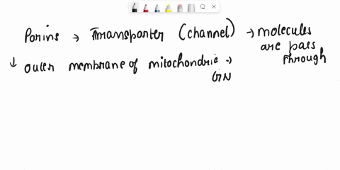 question-27-1-porins-attach-peptidoglycan-laycr-of-cell-wall-to-the-plasma-membrane-arc-unique-to-gram-positive-bacteria-transport-molcculcs-through-the-plasma-mcmbranc-via-facilitated-diffu-84725