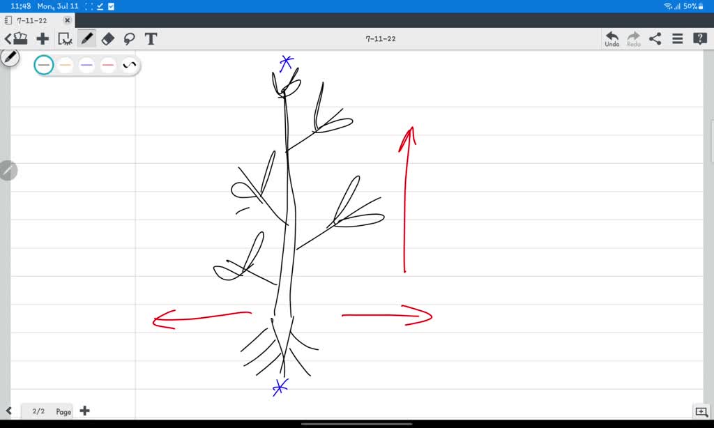 SOLVED Plant tissue is a collection of similar cells performing an