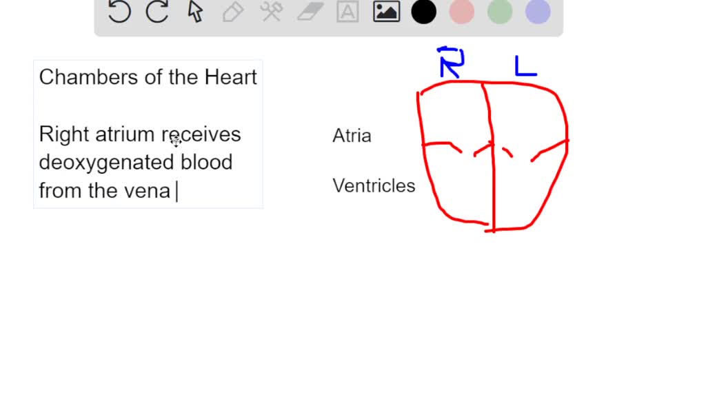 SOLVED the right side of the heart pumps deoxygenated blood into