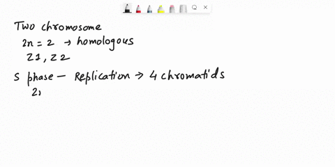 nondisjunction-occurred-during-meiosis-of-spermatogenesis-sperm-development-in-diploid-organism-with-two-chromosomes-zn-2-draw-the-chromosomes-in-each-stage-of-the-cell-cycle-assume-there-is-94626