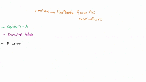 which-lobe-or-cortex-is-farthest-from-the-cerebellum-a-frontal-b-parietal-c-occipital-d-temporal-91622