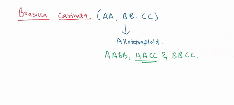 the-genetic-constitution-o-brassica-eai-theu-chromosomes-pair-and-dsjom-neatly-dcleterious-dcminant-aileles-exposed-they-suyc-ilcy-have-extra-whole-sets-chromosomie-aacc-bddd-aabb-be-the-gen-95108