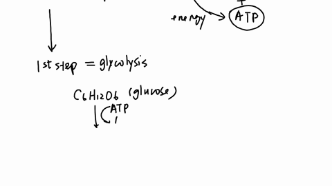 explain-the-process-of-glycolysis