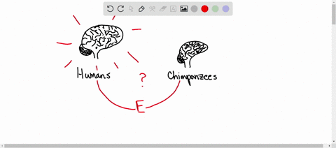 compared-with-the-nearest-evolutionary-relative-the-chimpanzee-the-human-has-a-brain-that-is-huge-at-89623
