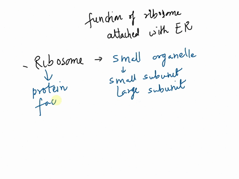 which-cellular-process-takes-place-in-the-ribosomes-that-are-bound-to-the-endoplasmic-reticulum-athe-synthesis-of-new-proteins-bthe-replication-of-nucleic-acids-cthe-conversion-of-radiant-en-62147
