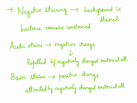 which-type-of-stain-would-be-the-best-choice-for-negative-staining-of-most-bacterial-cells-a-basic-stain-or-an-acidic-stain-explain-your-answer-06435