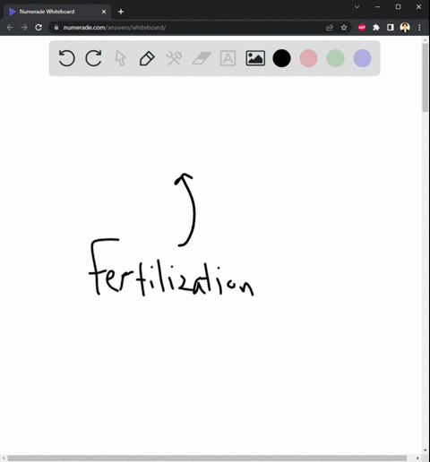in-the-following-list-of-developmental-events-which-event-occurs-right-before-fertilization-a-gastrulation-b-gamete-formation-c-fertilization-d-cleavage-e-none-of-the-above-55394
