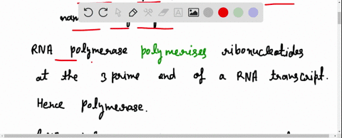 why-is-rna-polymerase-good-name-for-the-enzyme-that-carries-out-transcription-explain-each-part-of-the-name-rna-polymer-and-ase-19828