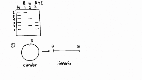 4_-a-purified-dna-preparation-of-a-plasmid-is-digested-to-completion-with-bamhi-restriction-endonuclease-in-separate-reactions-the-same-preparation-was-digested-to-completion-with-ecori-and-51866
