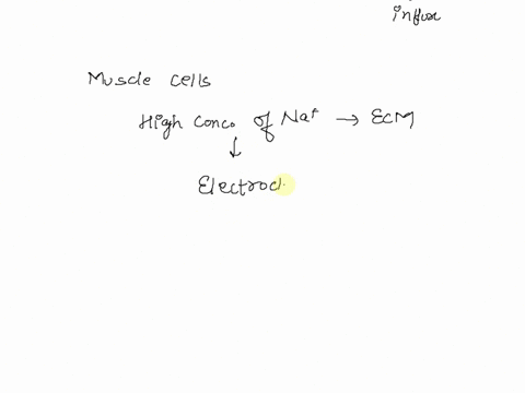 acetylcholine-gated-cation-channels-do-not-discriminate-between-na-k-and-ca2-ions-allowing-all-to-pass-through-them-freely-so-why-is-it-when-acetylcholine-binds-to-this-protein-in-the-plasma-44911