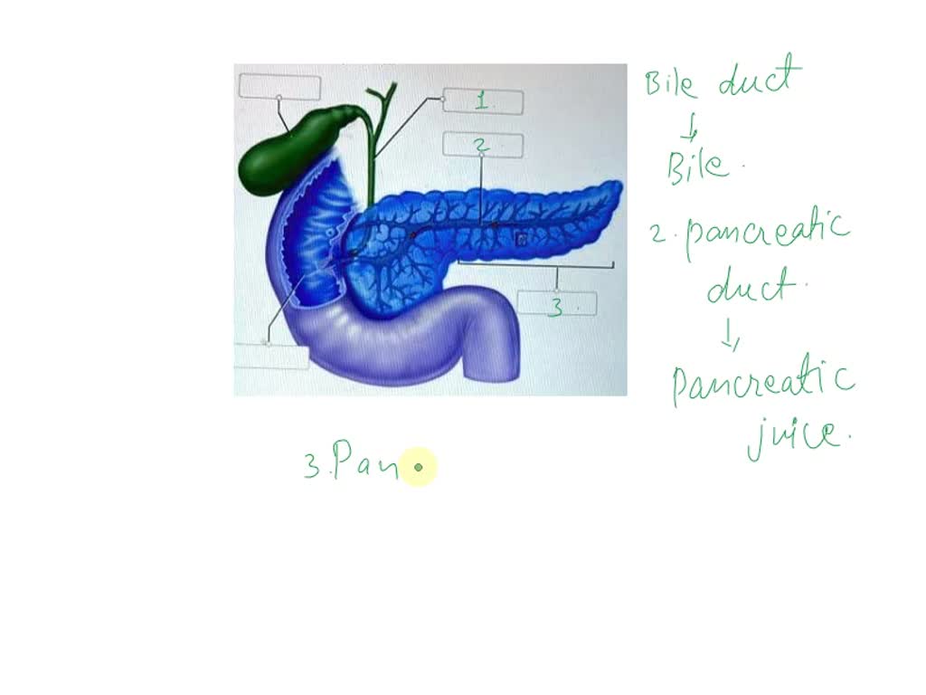 SOLVED: Label the gross anatomy of the pancreas. Label the gross ...