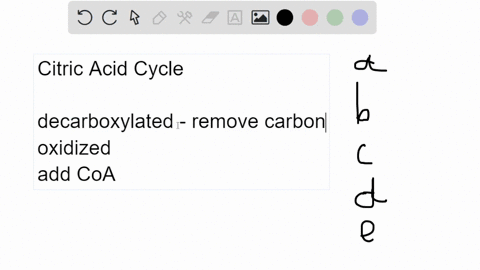 before-pyruvate-enters-the-citric-acid-cycle-it-is-decarboxylated-oxidized-and-combined-with-coenzym-15845