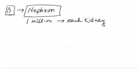 the-functional-unit-of-the-kidney-is-the-a-ureter-b-nephron-c-medulla-d-cortex-83882