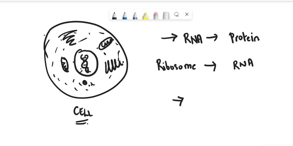 SOLVED: In order for cells to function and survive, their organelles ...