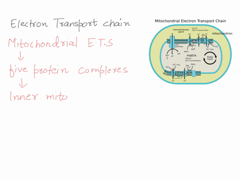 when-electrons-flow-along-the-electron-transport-chains-of-mitochondria-which-of-the-following-cha-2-36143