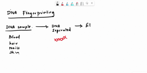SOLVED:What are fingerprints? How are they formed? Why are each