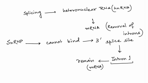 mutation-mutations-splice-sites-can-lead-the-formation-of-abnormal-proteins-the-snrnps-to-that-site_-diagram-illustrates-mutation-in-the-splice-site-between-exons-and-which-prevents-olnding-50872