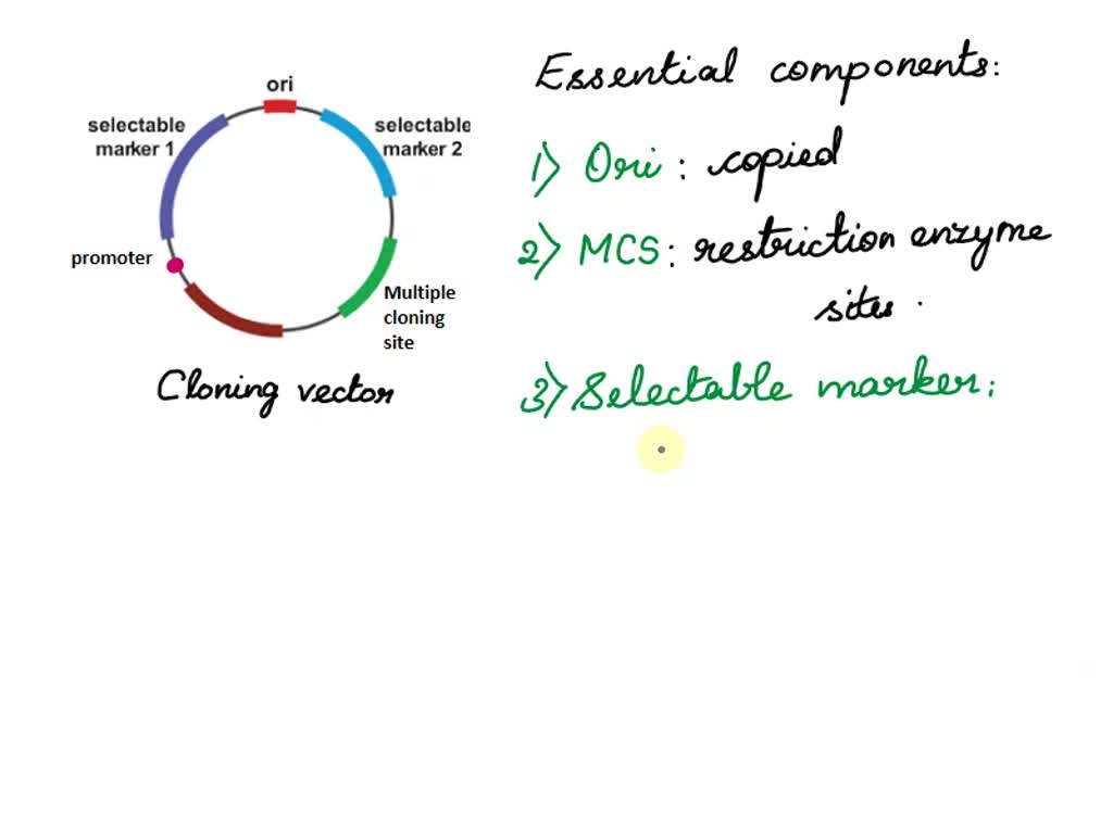 SOLVED List four essential components of the cloning vector. Briefly