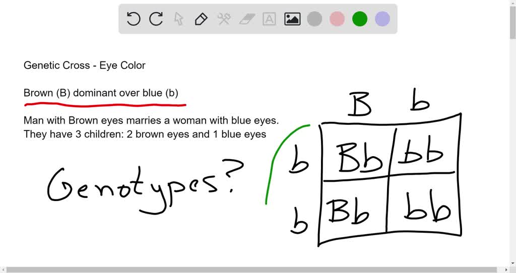 SOLVED In humans brown eyes (B) are dominant over blue (b). A brown