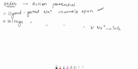 drag-and-drop-the-following-events-of-an-action-potential-into-its-1-pts-correct-order-voltage-gated-na-channels-open-and-na-floods-into-the-neuron-na-channels-inactivate-and-voltage-gated-k-08284