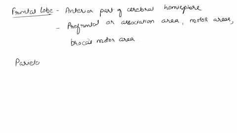 the-erganization-of-the-pns-simple-kconsists-of-ncrves-and-ganglia-on-the-contrary-the-cns-mdcup-of-the-spinal-cord-and-the-brain-each-organ-organlzed-numerous-regionstsections-fulfilling-sp-02338