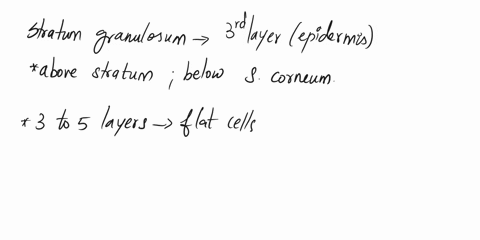 the-layer-of-epidermis-where-most-cells-have-stopped-dividing-and-started-making-large-amounts-of-keratin-is-the-34018