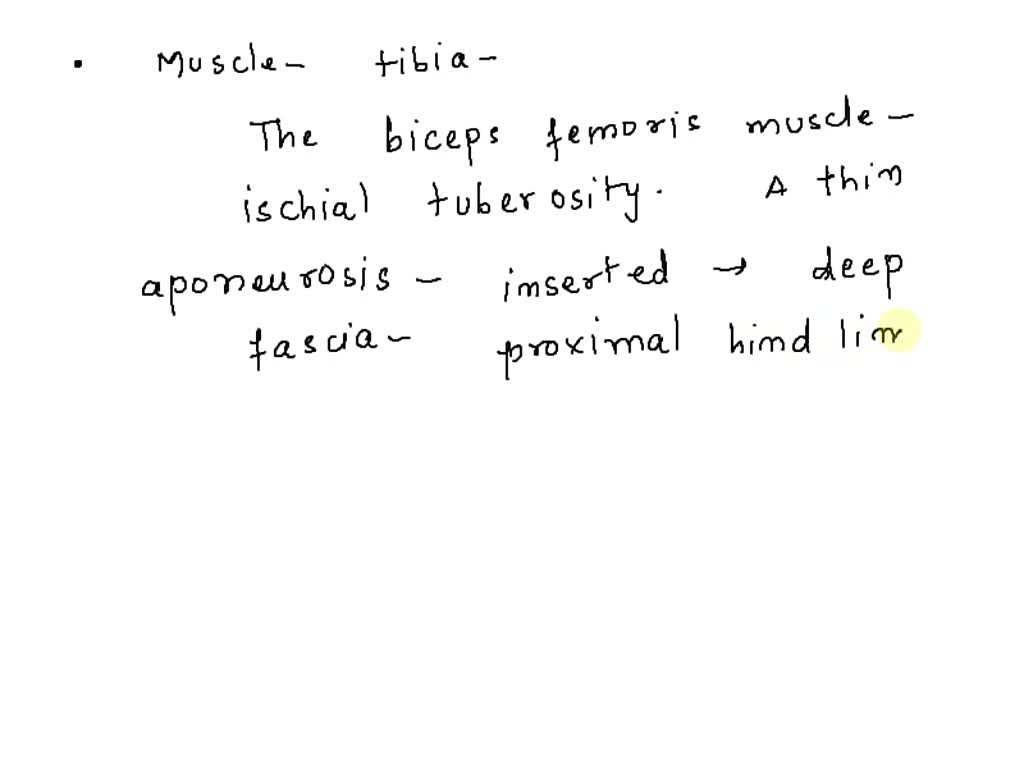 SOLVED: A muscle that originates on the posterior surface of the ...