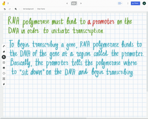 rna-polymerase-must-bind-to-on-the-dna-in-order-to-initate-transcription-a-promoter-an-enhancer-sequence-a-repressor-sequence-an-operator-67277