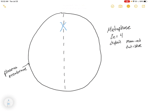 draw-a-cell-2n4-at-metaphase-in-mitosis-make-sure-the-non-homologs-are-distinguishable-by-size-and-centromere-position-use-a-different-color-ink-for-each-member-of-a-homologous-pair-maternal-74156