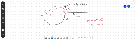 which-one-of-the-following-statements-about-lagging-strand-synthesis-is-false-lagging-strand-synthesis-does-not-require-a-sliding-clamp-neither-dna-polymerase-can-get-ahead-of-the-other-beca-19748