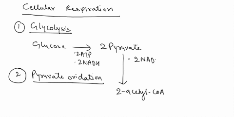 33-where-in-cellular-respiration-is-carbon-dioxide-produced-a-glycolysis-b-electron-transport-chain-c-shuttling-of-hydrogen-ions-into-the-intermembrane-space-d-acetyl-coa-synthesis-and-the-k-61575